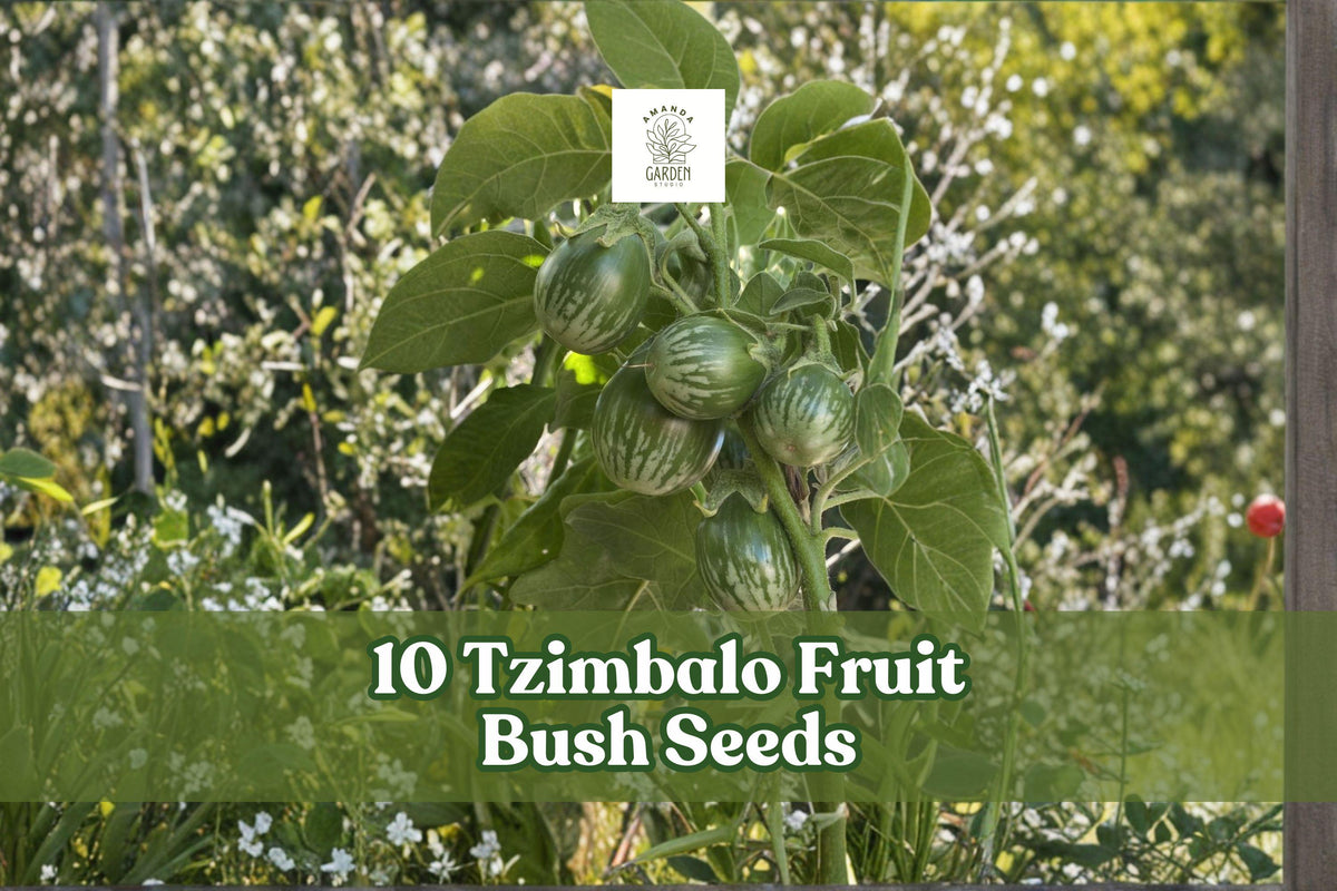 10 Tzimbalo Fruit Bush Seeds | Solanum caripense | Rare Ornamental Shrub for Warm Climates & Containers