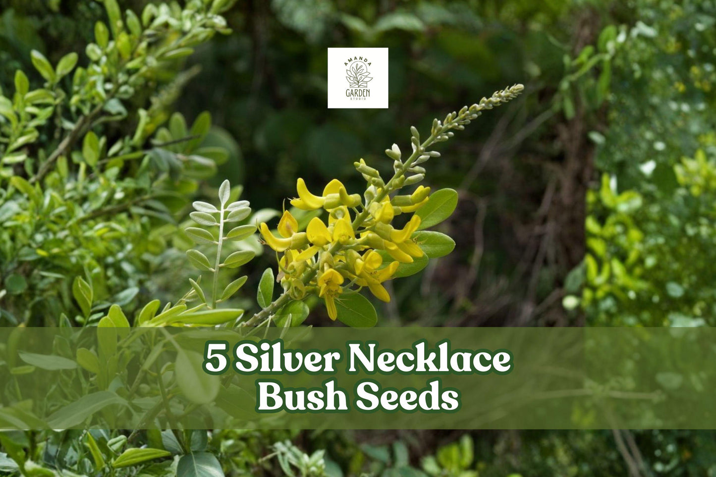 Silver Necklace Bush Seeds – Tropical Ornamental Shrub with Silvery Foliage & Yellow Flowers – Sophora tomentosa