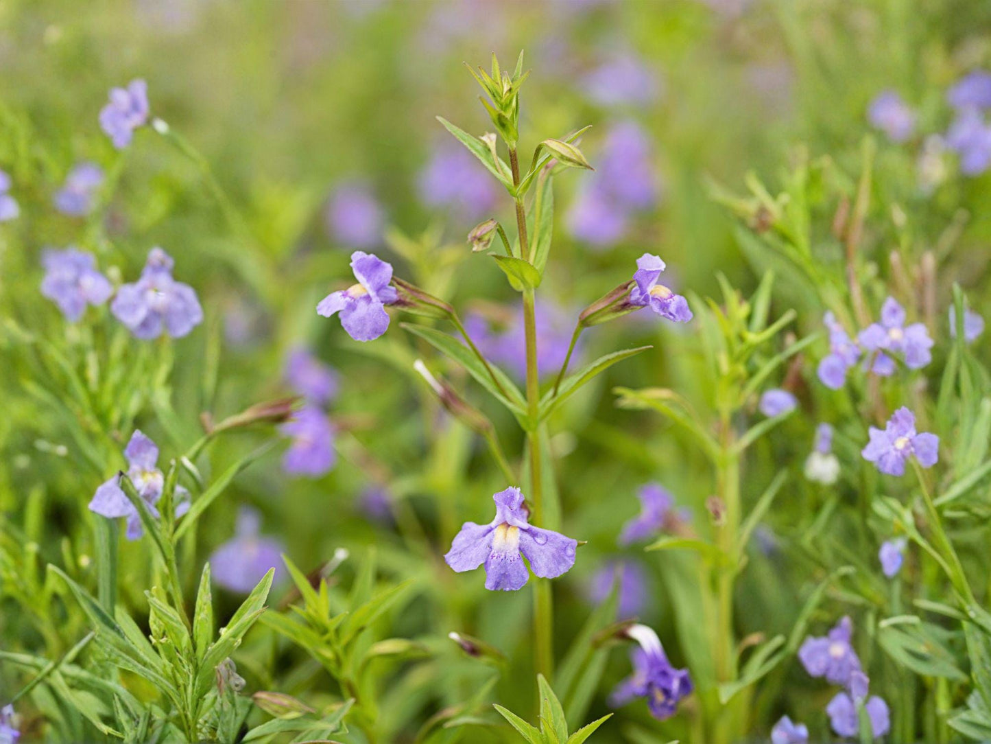 Mimulus ringens Seeds – 5000 Native Wetland Wildflower, Lavender-Blue, Perennial, Pollinator-Friendly, Rain Garden Plant