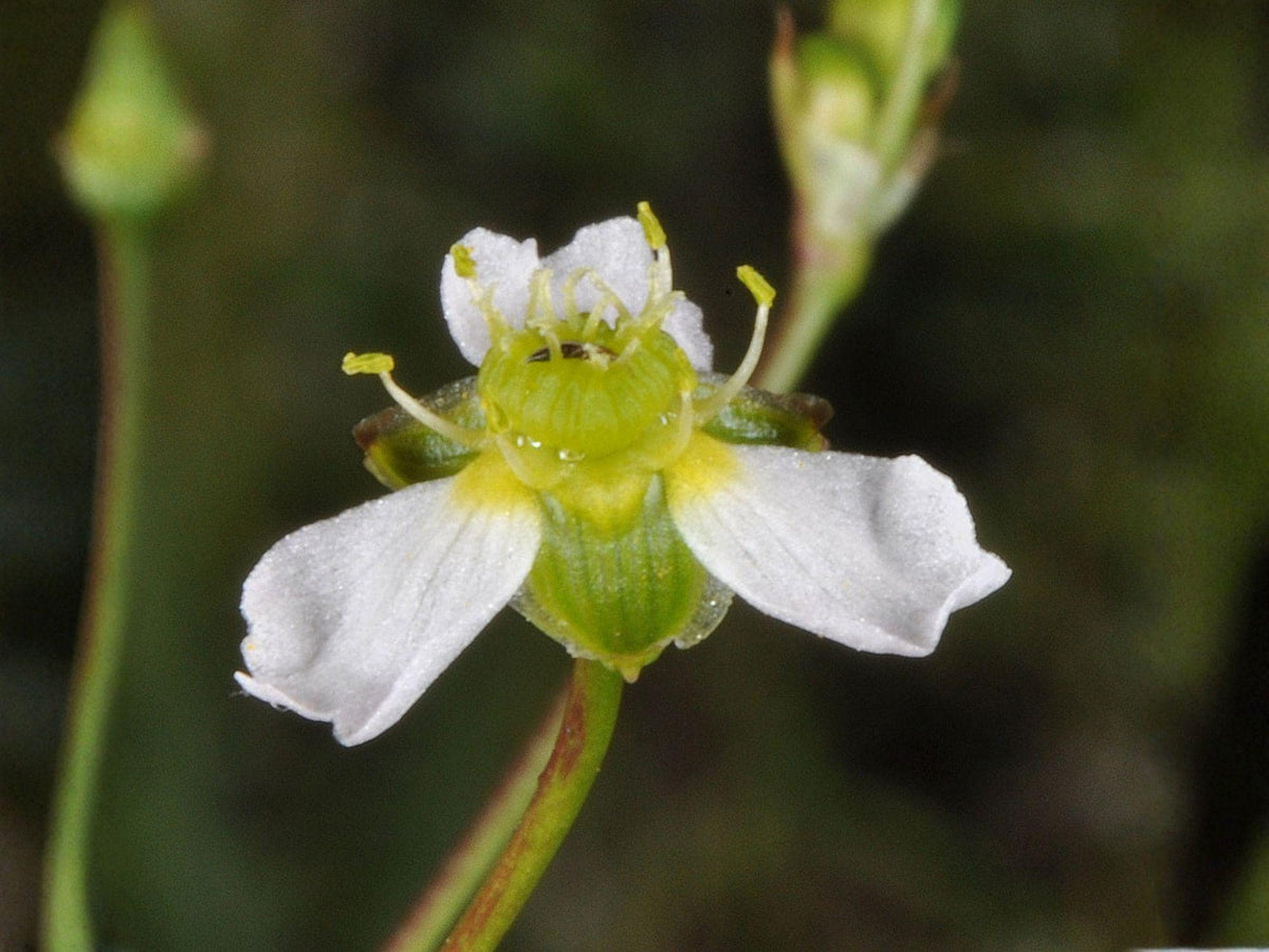 Alisma triviale Seeds 300 | Large-Flowered Water Plantain | Native Wetland Perennial for Ponds & Rain Gardens