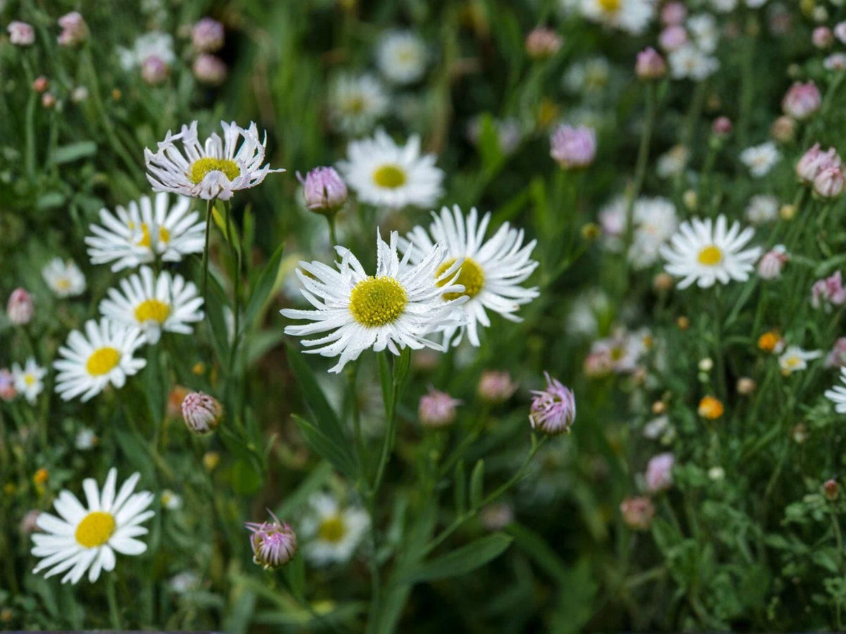 Boltonia asteroides Seeds (500) – False Aster Native Perennial Wildflower for Pollinator Gardens & Wet Meadows