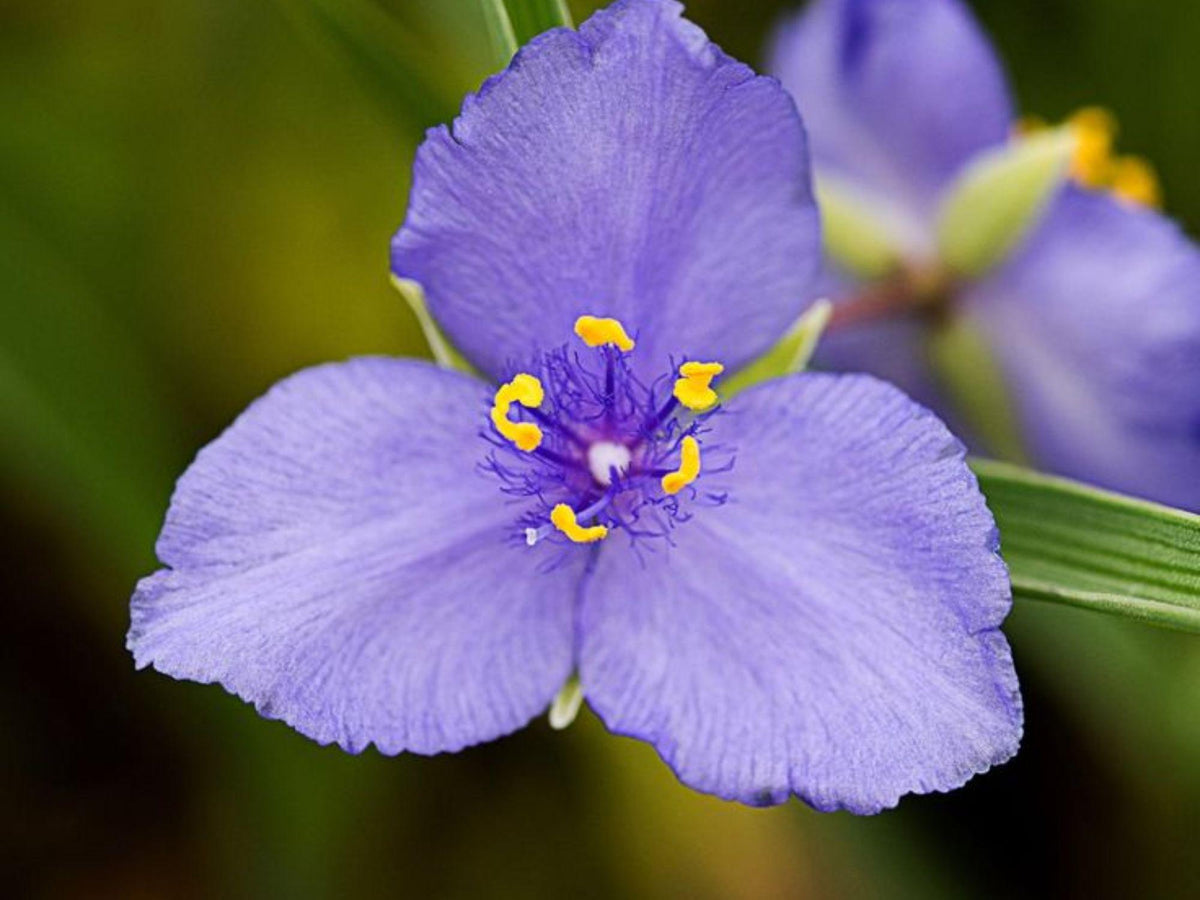 Western Spiderwort Seeds – 100 Native Wildflower Seeds for Drought-Tolerant Pollinator Gardens (Tradescantia occidentalis)