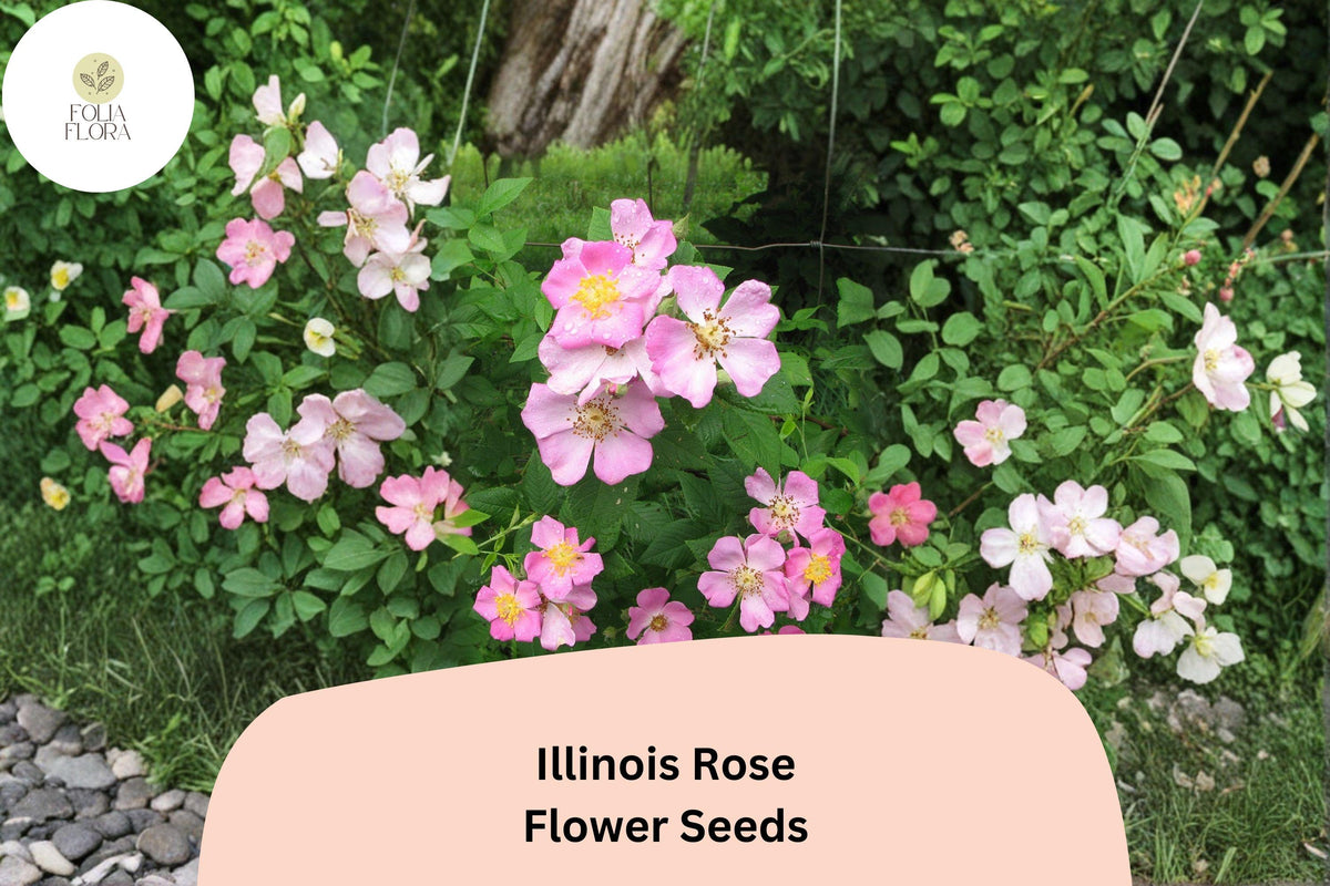 Illinois Rose Seeds - Native Climbing Rose for Pollinators, Rosa setigera, Pink Flowers, Hardy, Perennial, Fences & Hedgerows