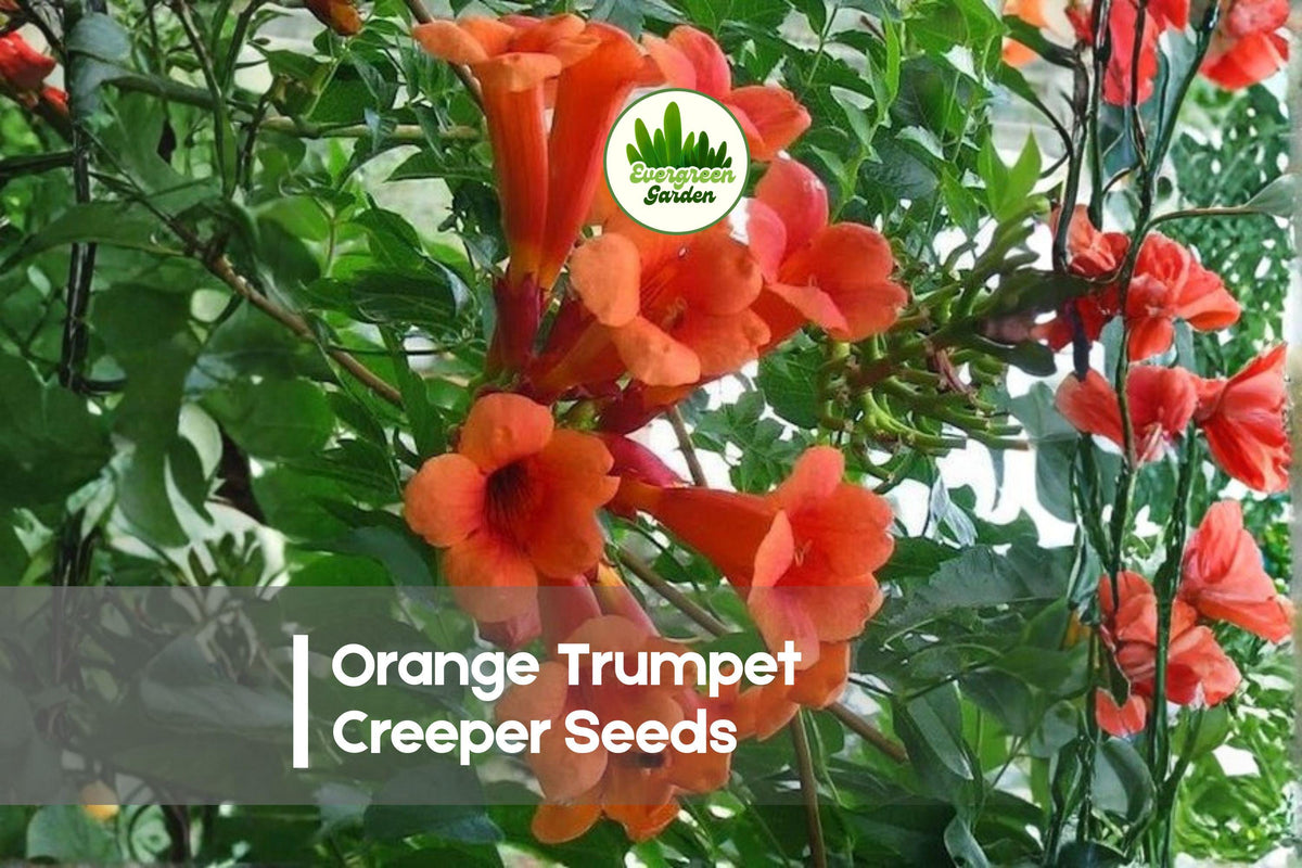 25 Orange Trumpet Creeper Seeds - Vibrant Campsis radicans Flowering Vine for Trellises, Fences & Wildlife Gardens
