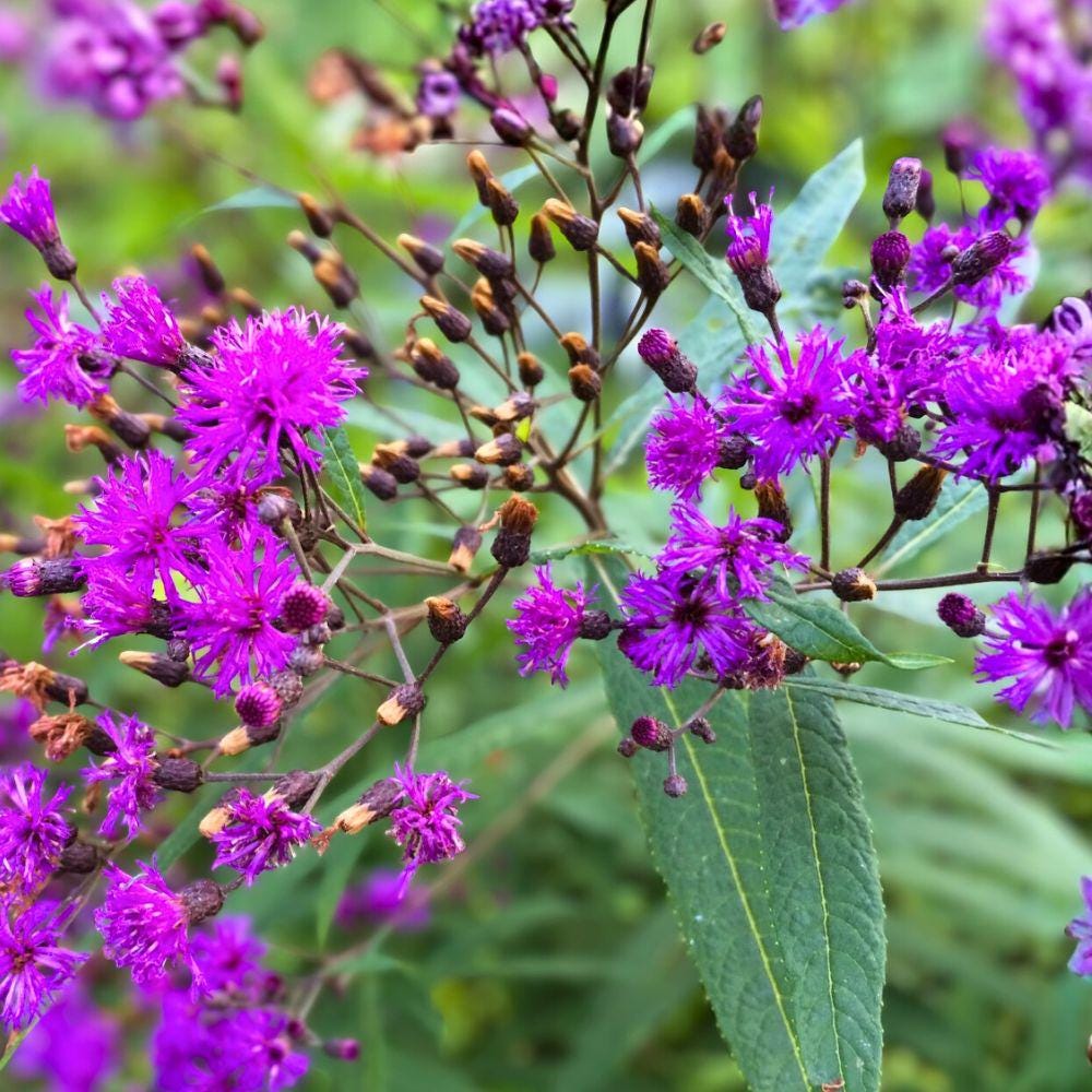 New York Ironweed Seeds 100 Vernonia noveboracensis Native Purple Perennial Wildflower for Pollinator Gardens