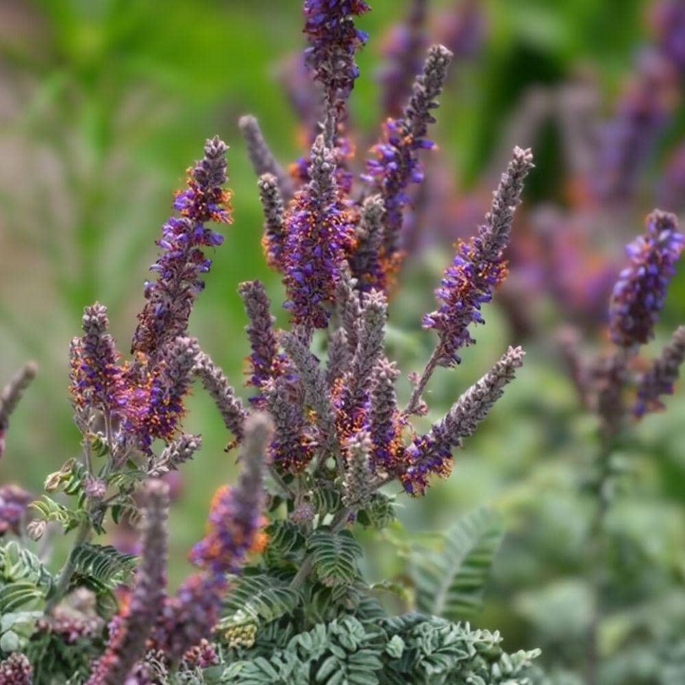 Amorpha canescens Lead Plant Seeds – Native Prairie Perennial, Drought Tolerant, Pollinator-Friendly, Blue-Purple Flowers, 50 Seeds