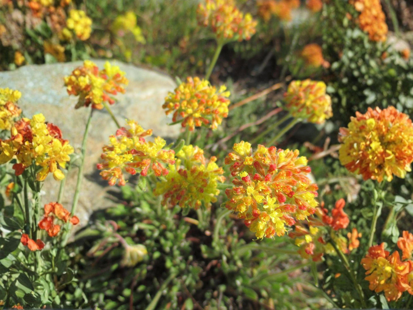 Eriogonum umbellatum Sulfurflower Seeds | Native Perennial Drought Tolerant Pollinator Plant