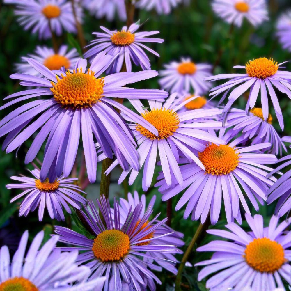 Aromatic Aster Seeds 100 Symphyotrichum oblongifolium Native Perennial Wildflower for Borders & Pollinator Gardens