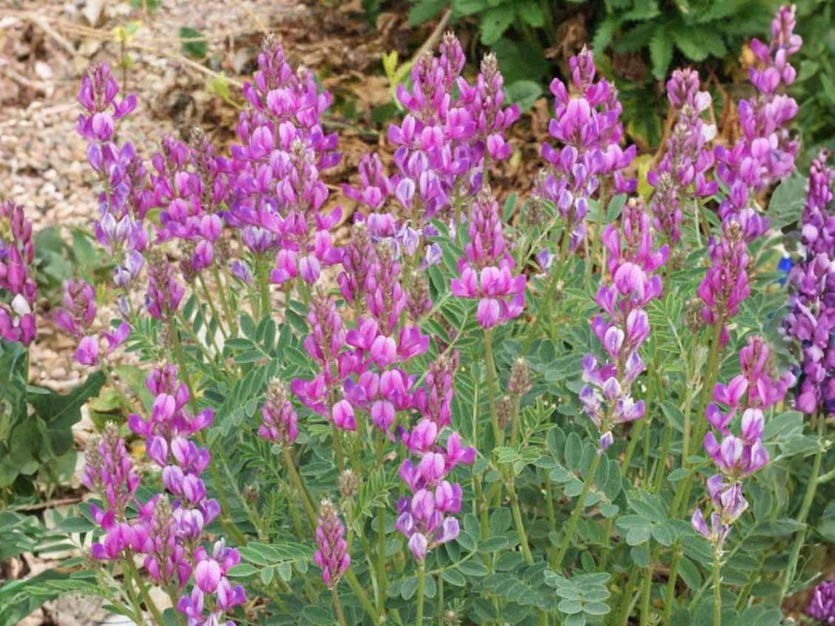 Hedysarum boreale Utah Sweetvetch Seeds | Native Perennial Legume for Prairie & Pollinator Gardens | Drought Tolerant Plant