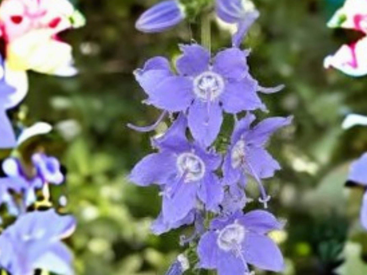 Campanula Americana Seeds – Tall Wild Bellflower – 500 Seeds – Native Perennial for Pollinator Gardens and Cottage Landscapes