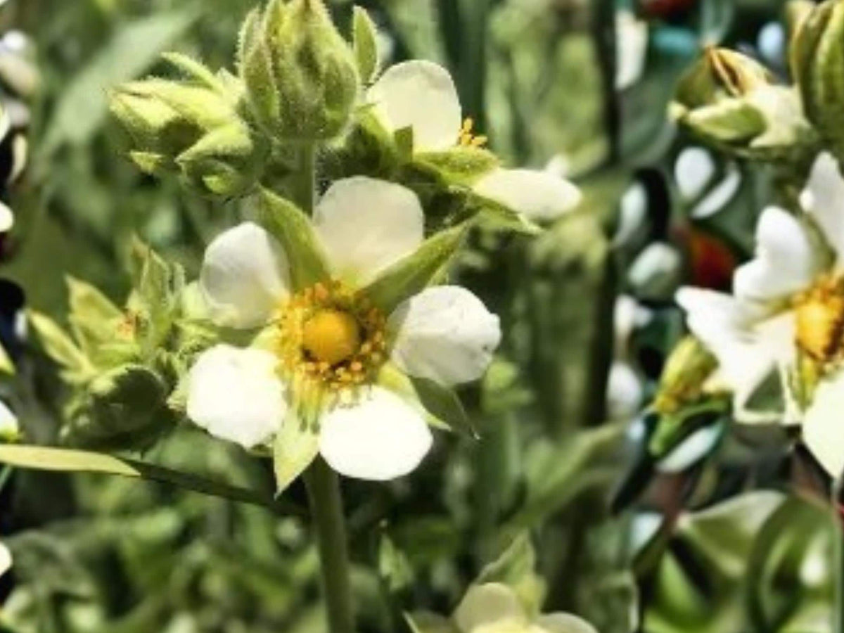 Drymocallis arguta Prairie Cinquefoil Seeds – Native Perennial Wildflower for Pollinator Gardens, Prairie Restoration, 500 Seeds