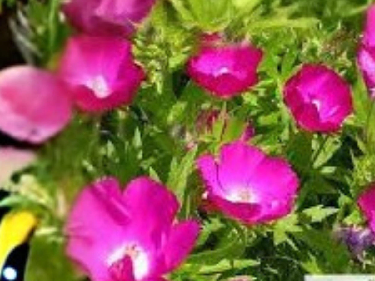 Purple Poppy Mallow Seeds – Callirhoe involucrata Wildflower, Drought Tolerant, Native Perennial, Groundcover, Bee & Butterfly Attractant