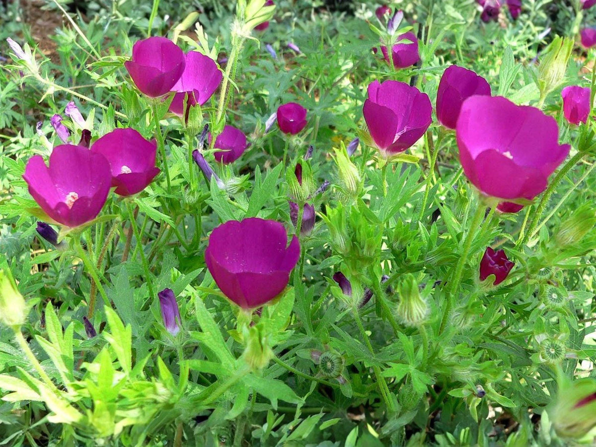 Purple Poppy Mallow Seeds – Callirhoe involucrata Native Wildflower, Drought Tolerant Perennial, Groundcover, Pollinator-Friendly
