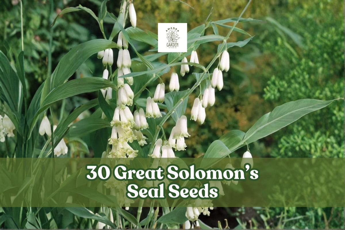 Great Solomon’s Seal Seeds – Native Woodland Perennial for Shade Gardens, Polygonatum biflorum, 30 Seeds