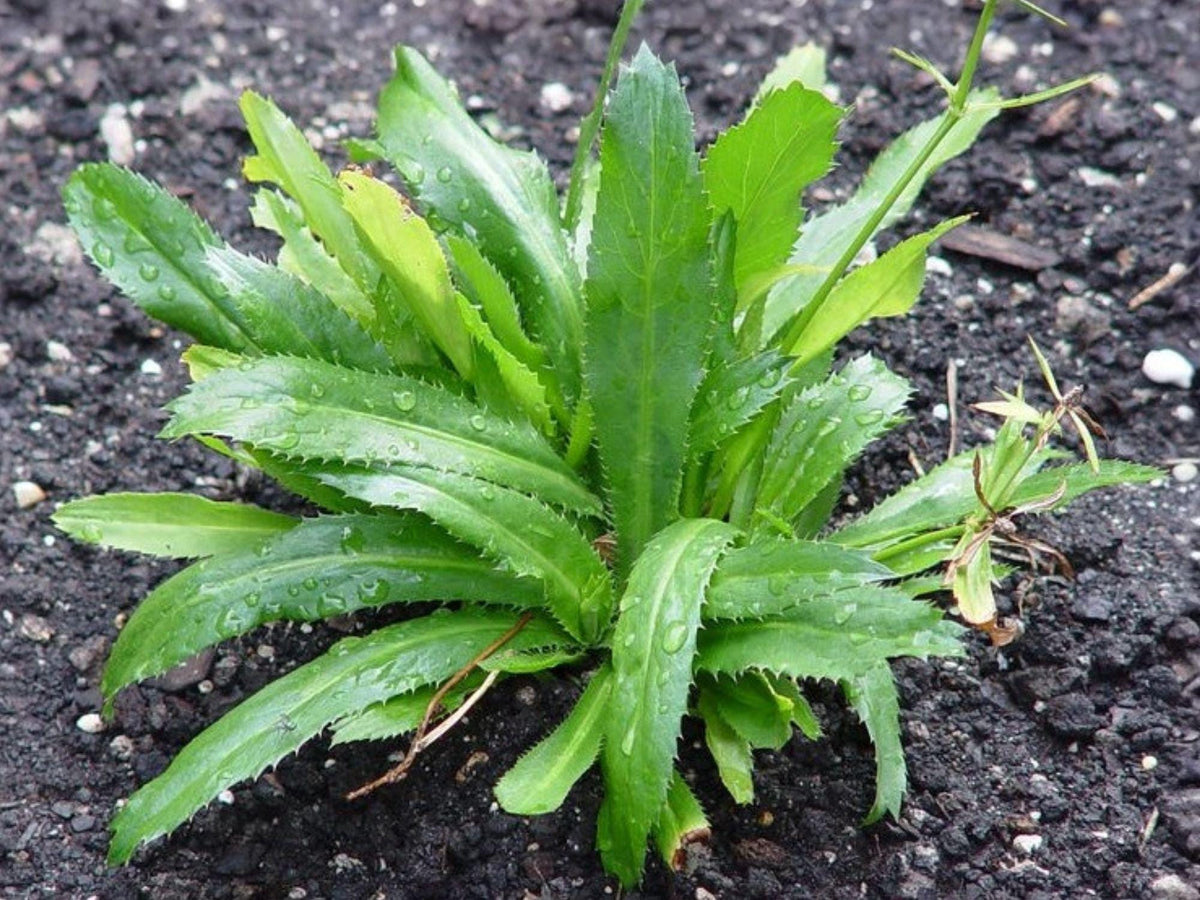 Culantro Ngo Gai Herb Seeds | Eryngium foetidum | Tropical Culinary Herb for Vietnamese, Caribbean & Asian Cooking
