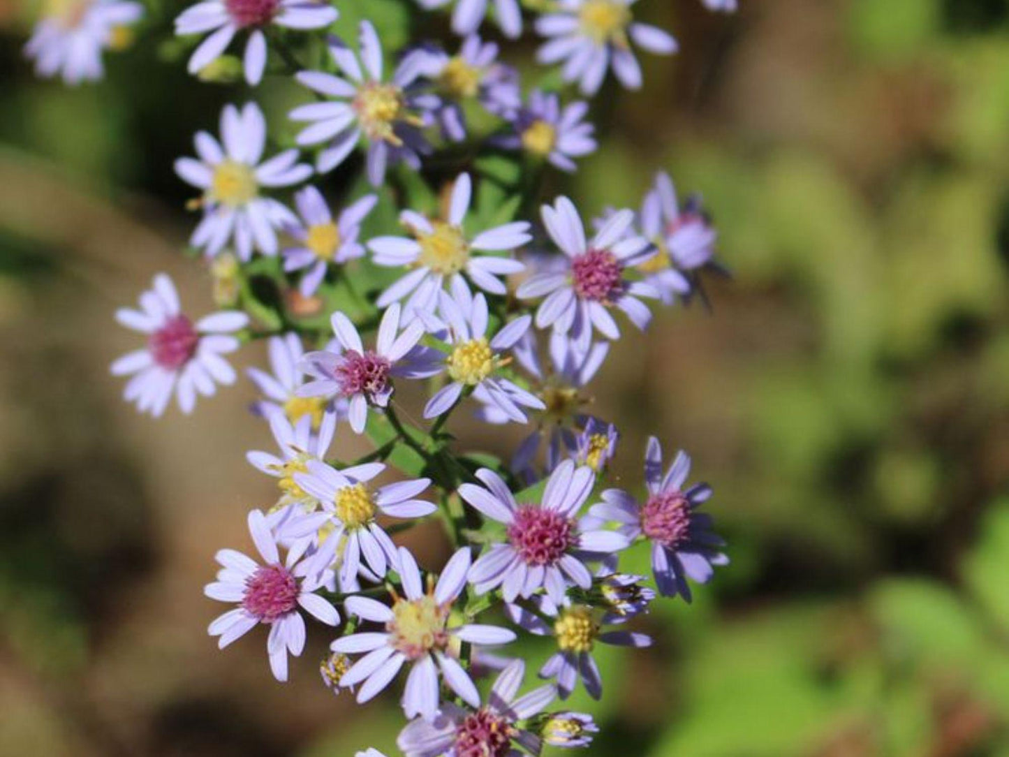 Heart-leaved Aster Seeds | 500 Native Wildflower Seeds for Shade Gardens | Symphyotrichum cordifolium Pollinator Plant