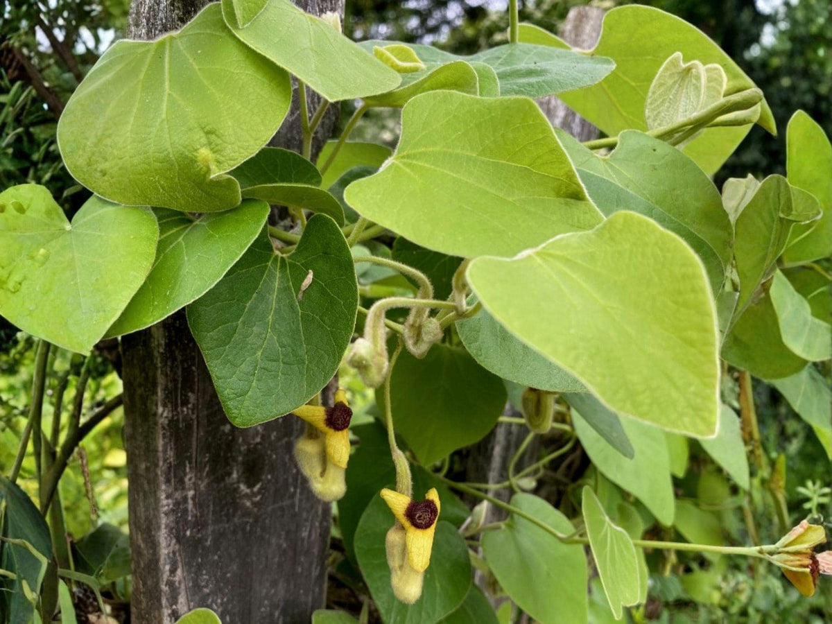 Dutchman's Pipevine Seeds | Aristolochia tomentosa | Native Butterfly Host Plant for Pollinators