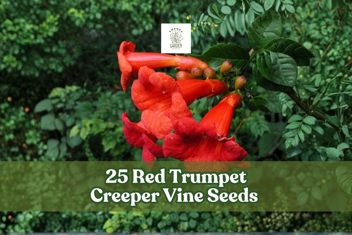 25 Red Trumpet Creeper Vine Seeds | Campsis radicans | Ornamental Climbing Flowering Vine