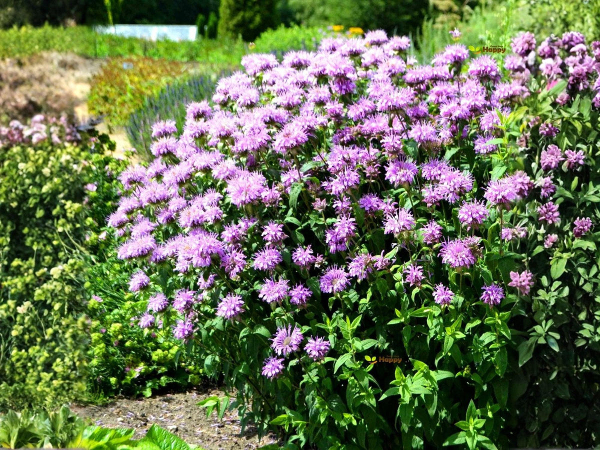 Monarda Fistulosa Seeds – Wild Bergamot, Native Bee Balm, Pollinator Garden, Herbal & Medicinal Herb, 100 Seeds