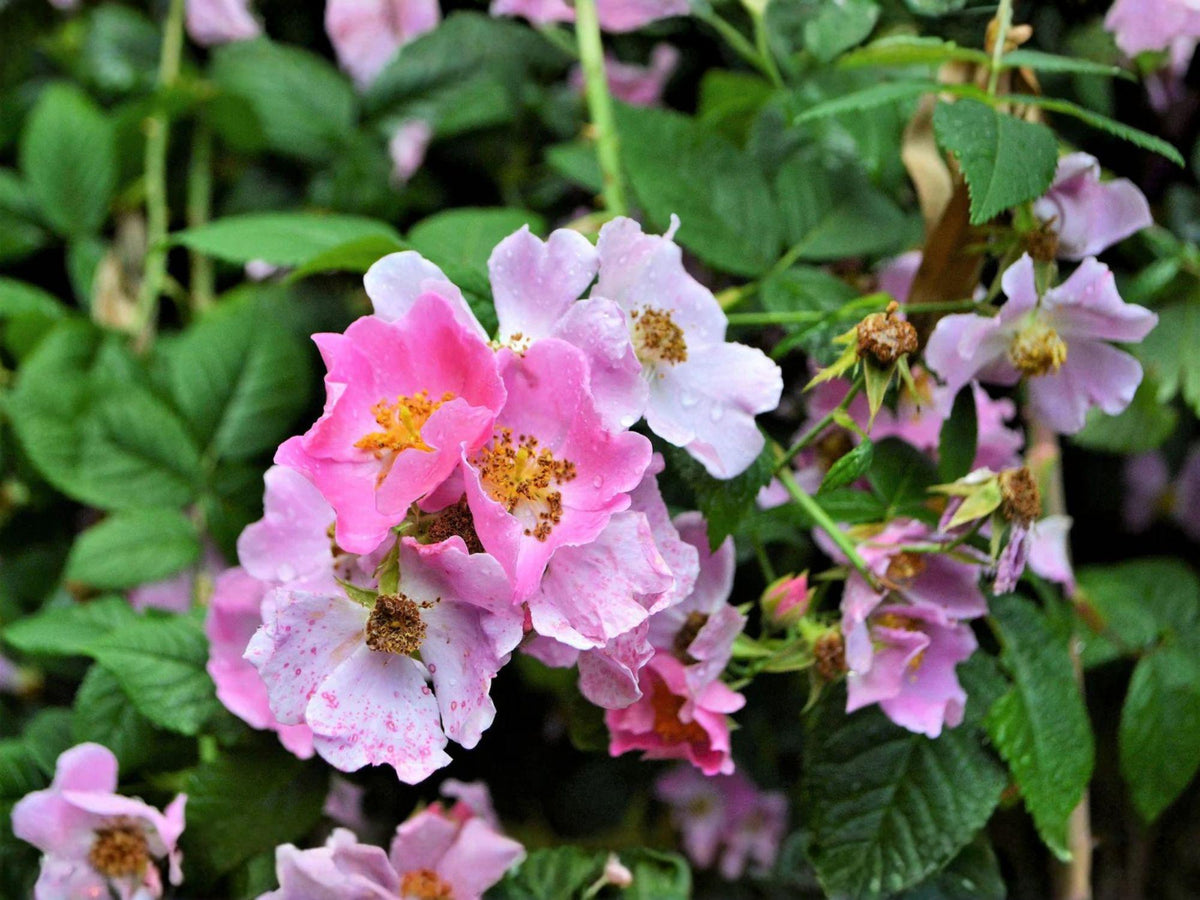 Illinois Climbing Rose Seeds – Native Pollinator Plant Rosa setigera, Pink Fragrant Blooms, Wildlife-Friendly, Organic, 30 Seeds