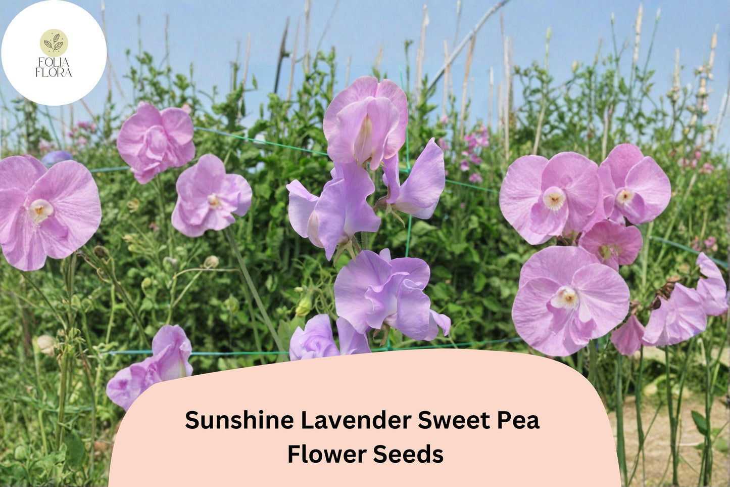 Sunshine Lavender Sweet Pea Seeds | Climbing Vine, Lavender Flowers, Lathyrus odoratus, Garden Planting, Cut-Flower, Trellis Plant