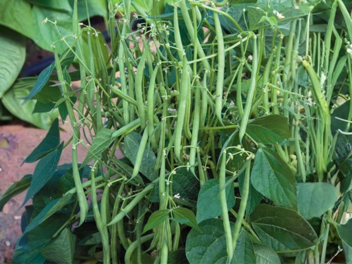 Provider Green Bush Bean Seeds – Heirloom, Cold Tolerant, Early Harvest, Green Pods, 25 Seeds