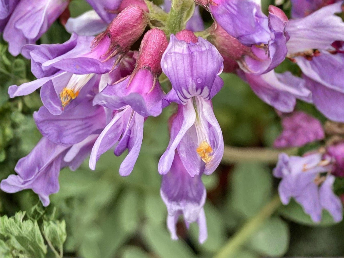 Astragalus Bisulcatus Seeds – Twogroove Milkvetch Native Prairie Legume for Pollinators and Soil Improvement