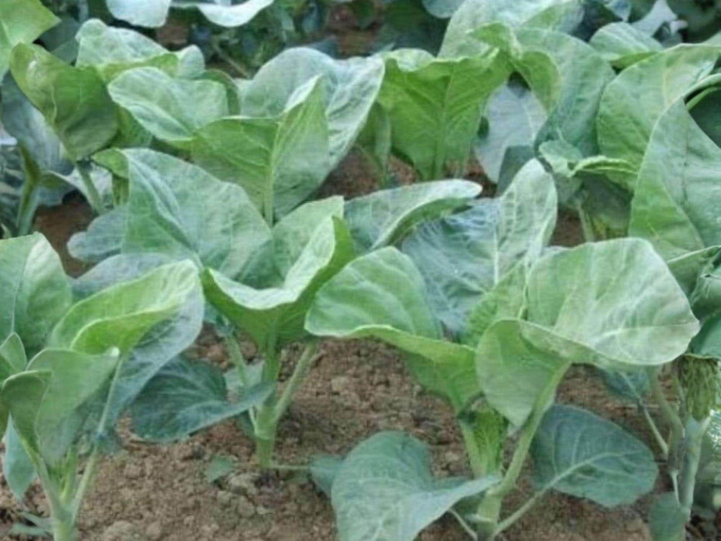 Chinese Broccoli Seeds, Kailaan Gai Lan, Open Pollinated Asian Leafy Vegetable, 300 Seeds