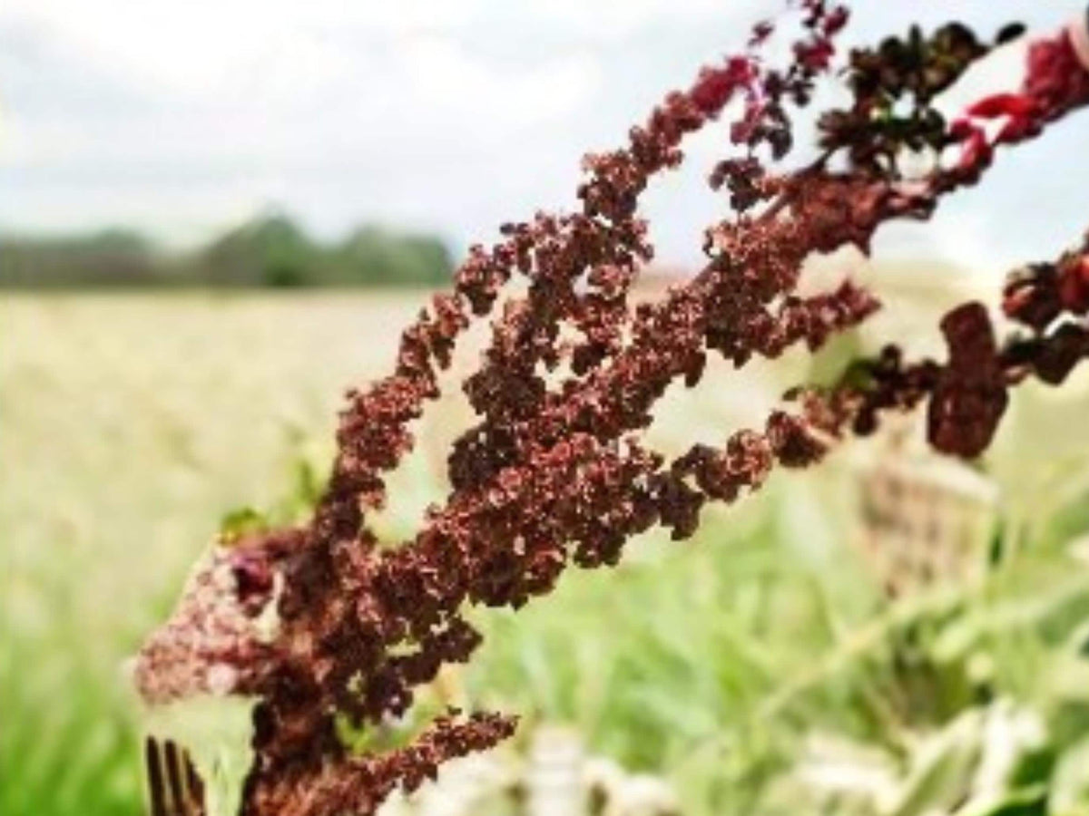 Great Water Dock Seeds – Native Wetland Perennial for Rain Gardens & Wildlife Support | Rumex orbiculatus, 100 Seeds