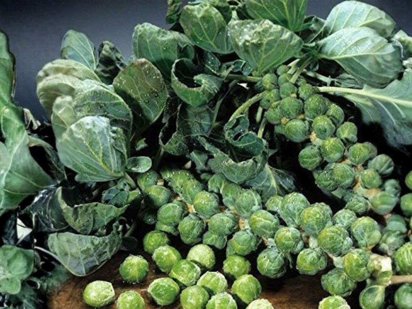 Brussels Sprouts Seeds Catskill Heirloom Cold Hardy Vegetable 500 Seeds