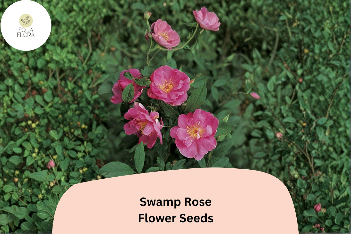 Rosa palustris Seeds | Swamp Rose Native Shrub with Pink Flowers | Wetland Garden Planting | 30 Viable Seeds