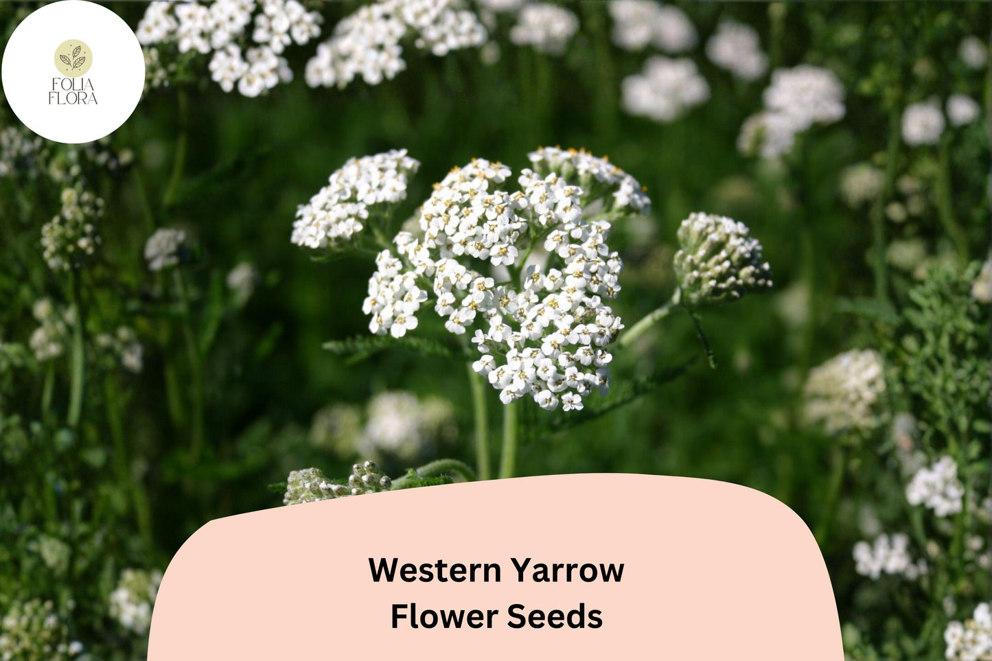 Achillea millefolium occidentalis Seeds | Western Yarrow Native White Flowers | Perennial Wildflower for Native Gardens
