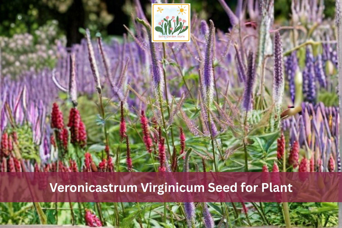 2500 Culver’s Root Seeds Veronicastrum virginicum Native Wildflower Perennial for Pollinator Gardens