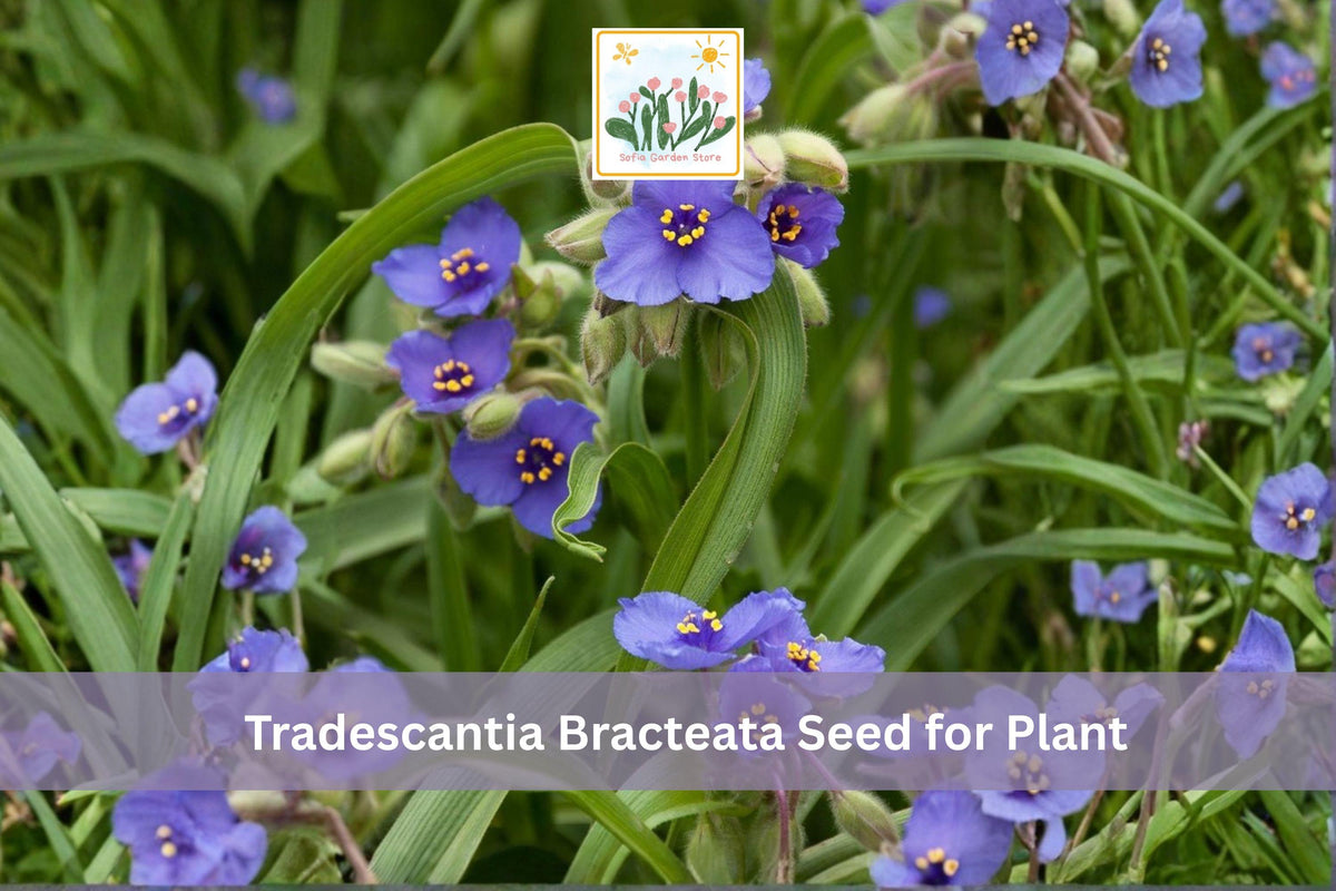 150 Prairie Spiderwort Seeds | Tradescantia bracteata | Native Blue Purple Wildflower | Prairie Perennial Plant