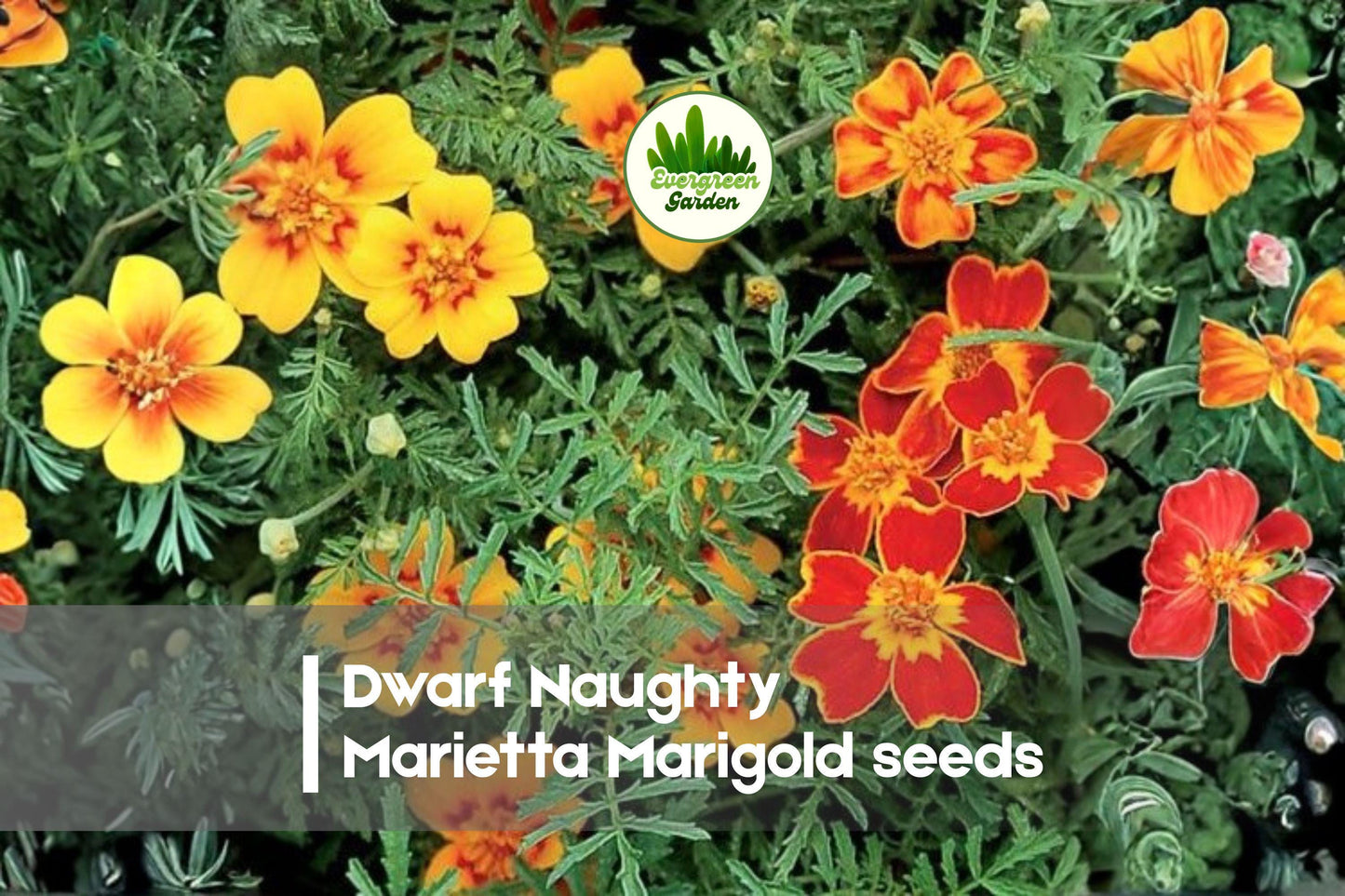 Dwarf Naughty Marietta Marigold Seeds – 200 Bright Yellow & Red French Marigolds, Tagetes patula, Compact Annual for Borders & Containers