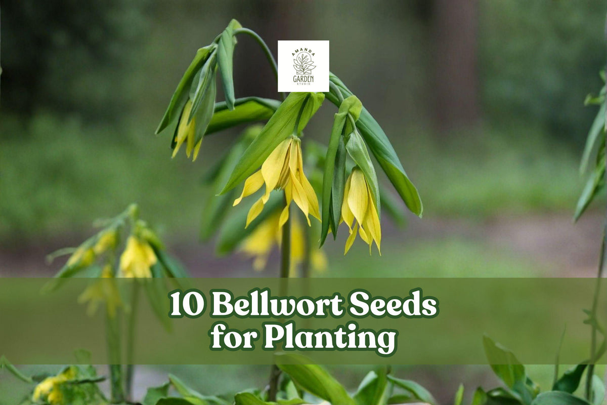 Bellwort Seeds 10-Pack | Uvularia grandiflora | Native Woodland Perennial with Yellow Drooping Blooms for Shade Gardens