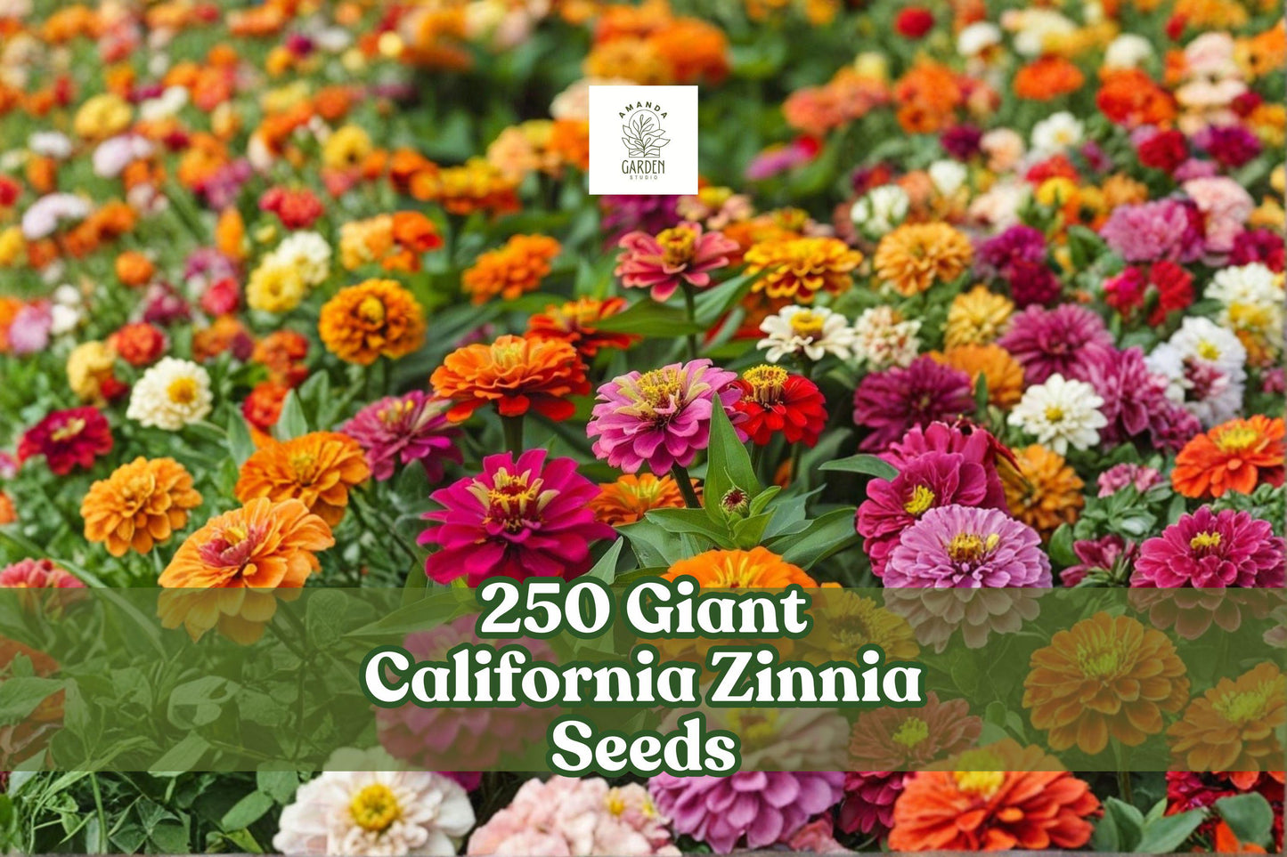 250 Giant California Zinnia Seeds | Zinnia elegans | Colorful Annual Flowers for Garden Beds & Borders