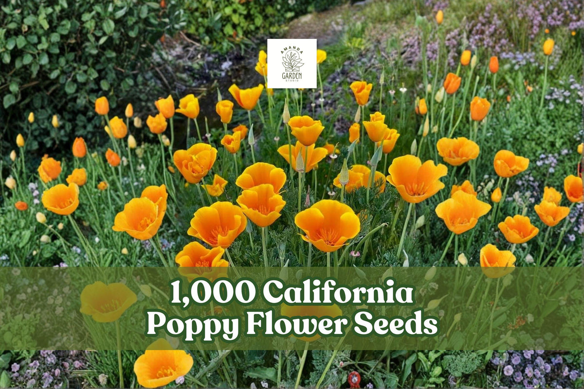 California Poppy Seeds 1,000 Bright Orange Wildflowers Eschscholtzia californica for Gardens & Wildflower Displays