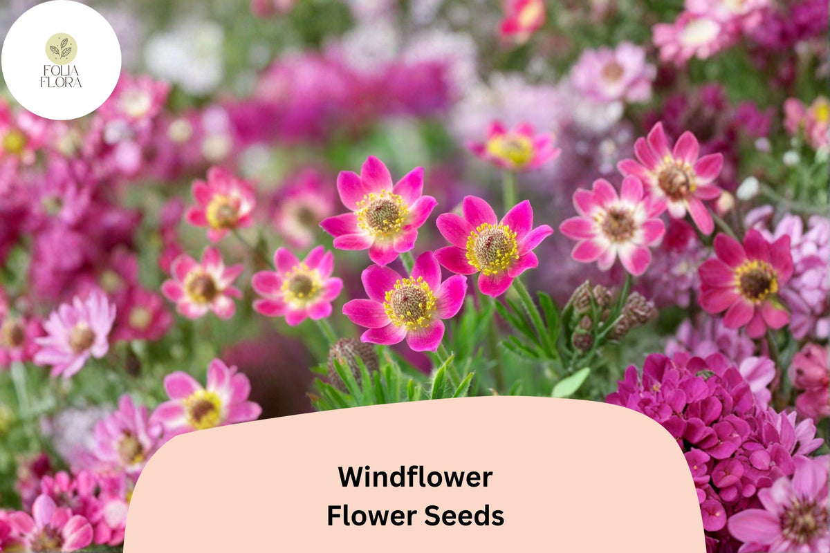 Anemone multifida Seeds | Native Perennial Windflower with Burgundy Blooms | 100 Seeds for Garden Planting