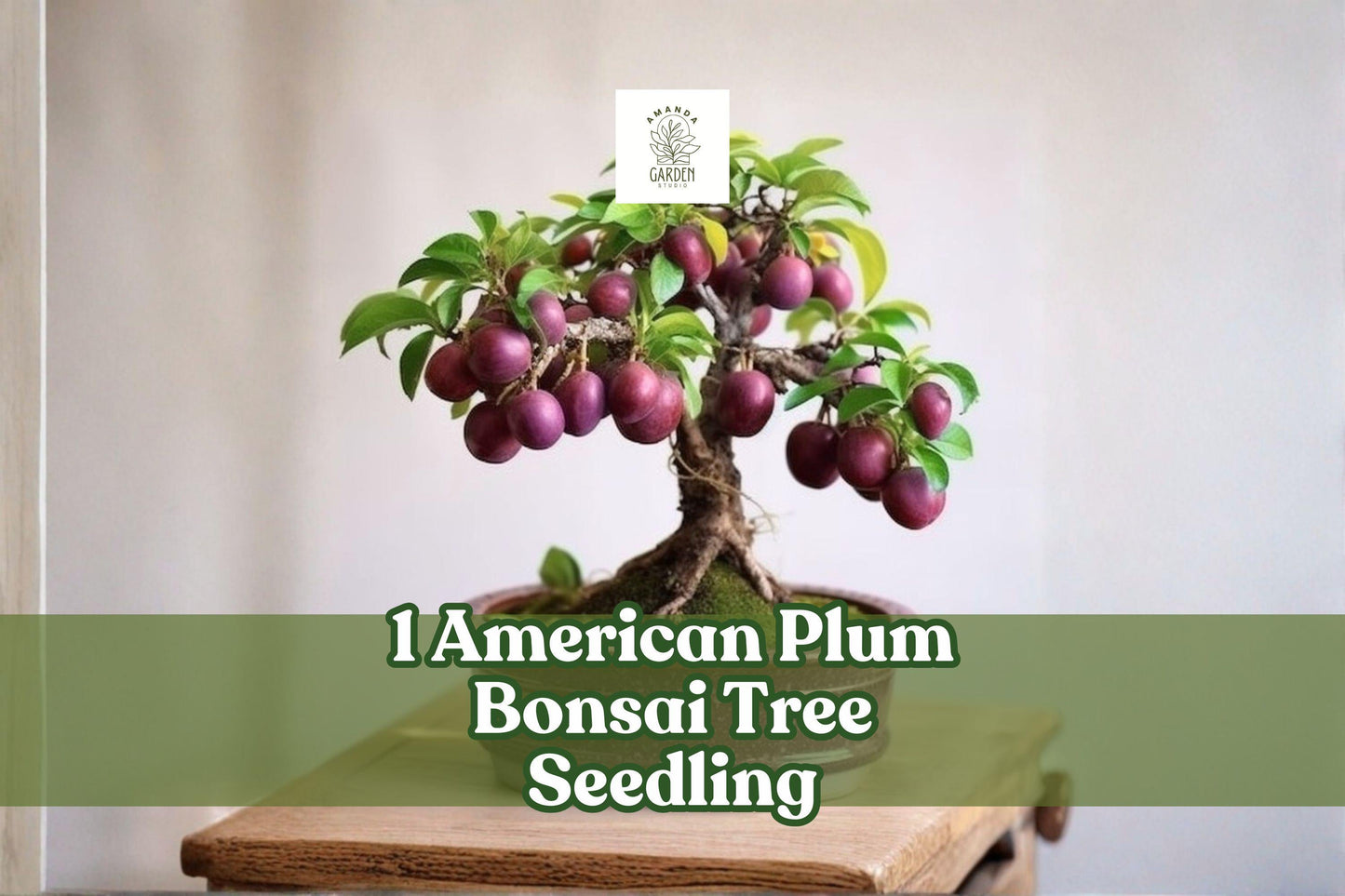 American Plum Bonsai Seedling | Prunus americana | Native Fruit Tree Starter for Bonsai & Planting