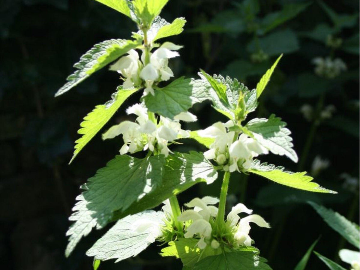 Smallspike False Nettle Seeds | Native Butterfly Host Plant | Moist Shade Perennial | Boehmeria cylindrica | 100 Seeds