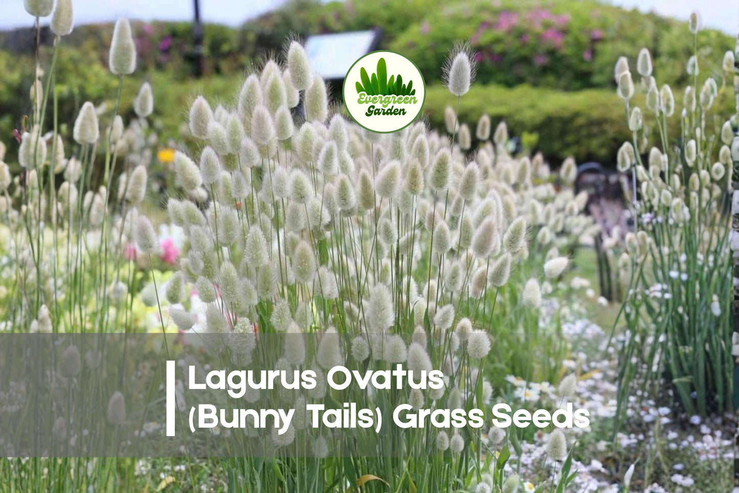 Lagurus Ovatus Bunny Tails Grass Seeds, Ornamental Fluffy Flower Heads, Dried Floral Arrangement, Garden Borders & Containers