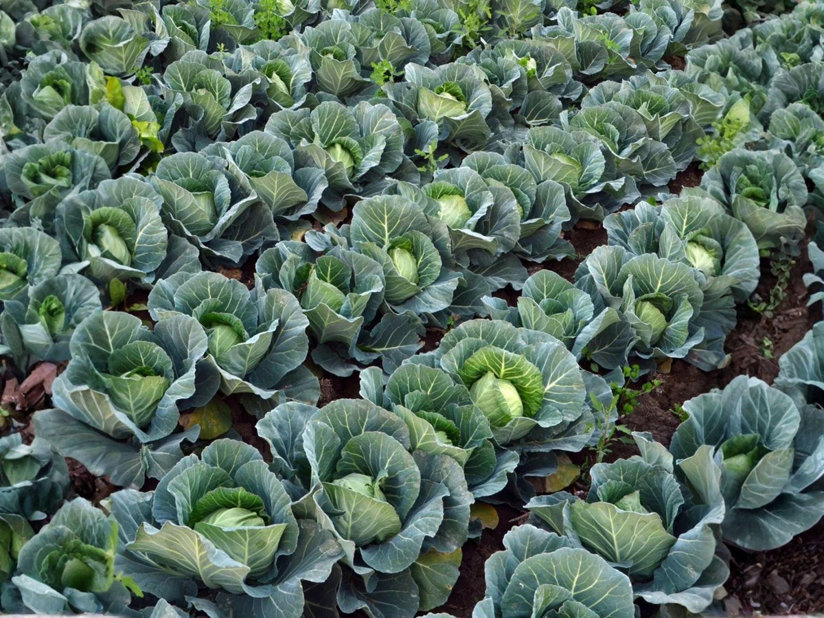 Golden Acre Cabbage Seeds | Heirloom Compact Vegetable for Spring & Fall | Early Maturity, Tender Green Heads