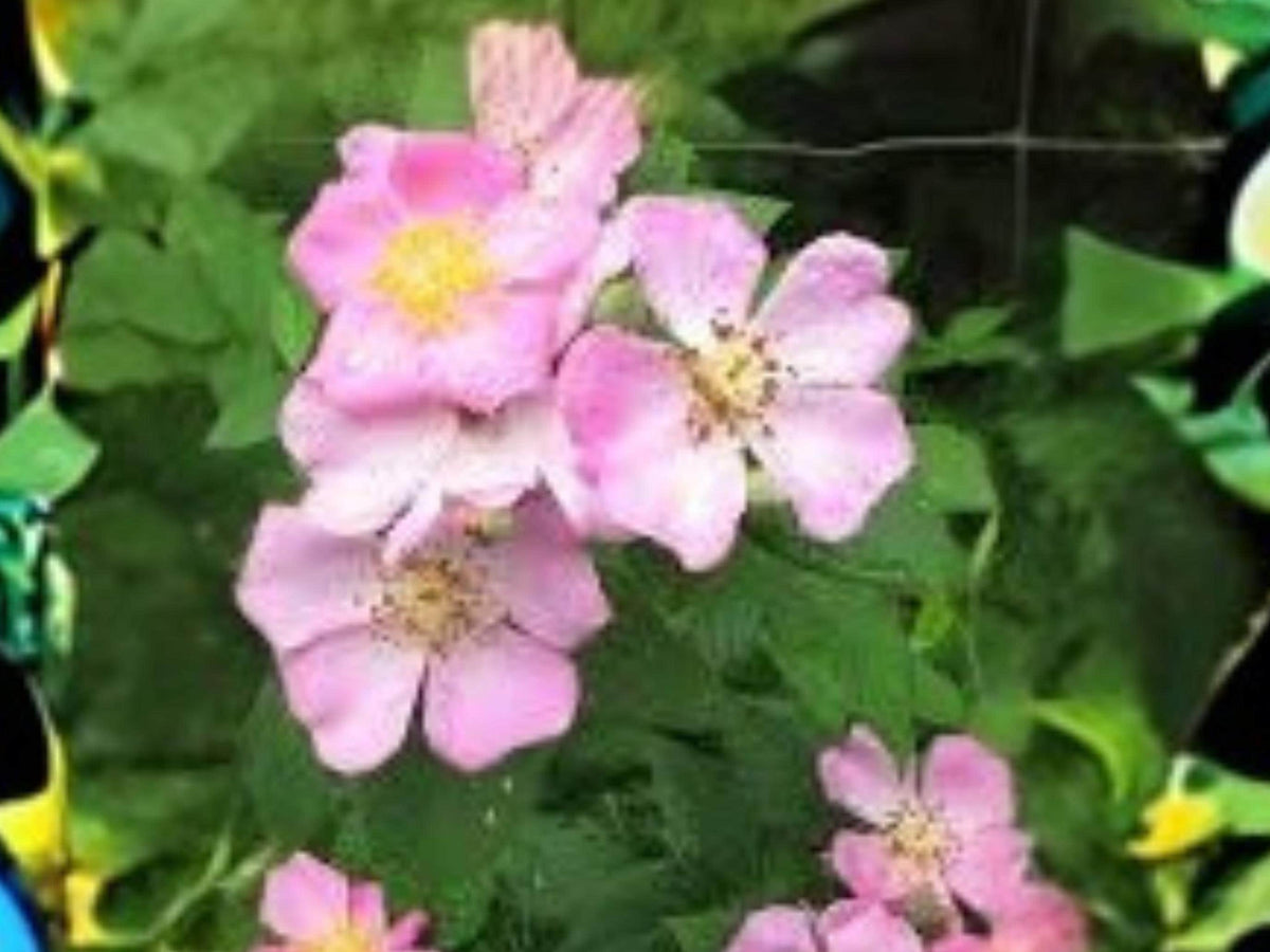 Rosa setigera Illinois Rose Native Climbing Rose Seeds Pollinator & Wildlife Plant, 30 Seeds
