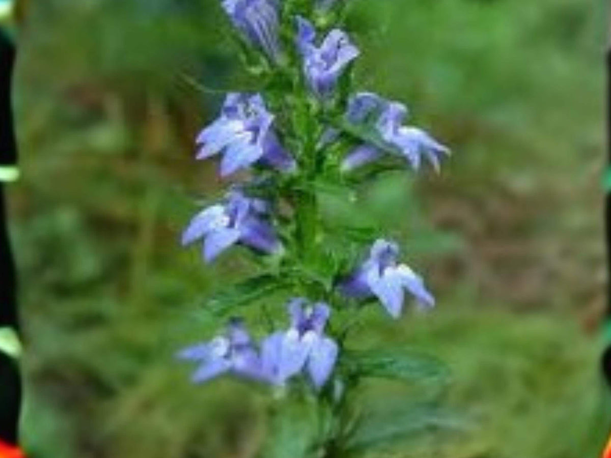 Lobelia siphilitica Seeds – Native Wetland Wildflower, Pollinator Plant, Deep Blue Blooms, 500 Seeds