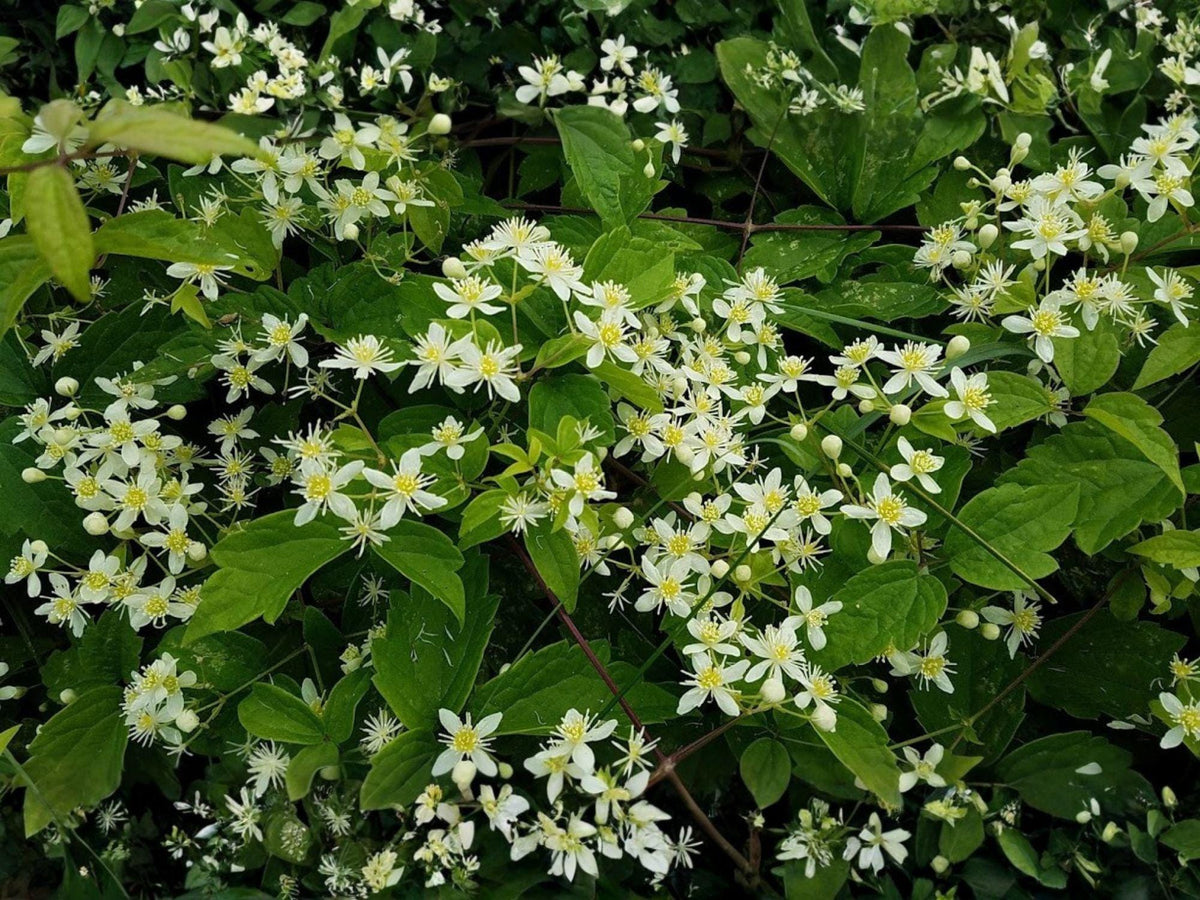 Clematis virginiana Seeds | Virgin’s Bower Native Flowering Vine | White Fragrant Blooms | Perennial Climber Plant