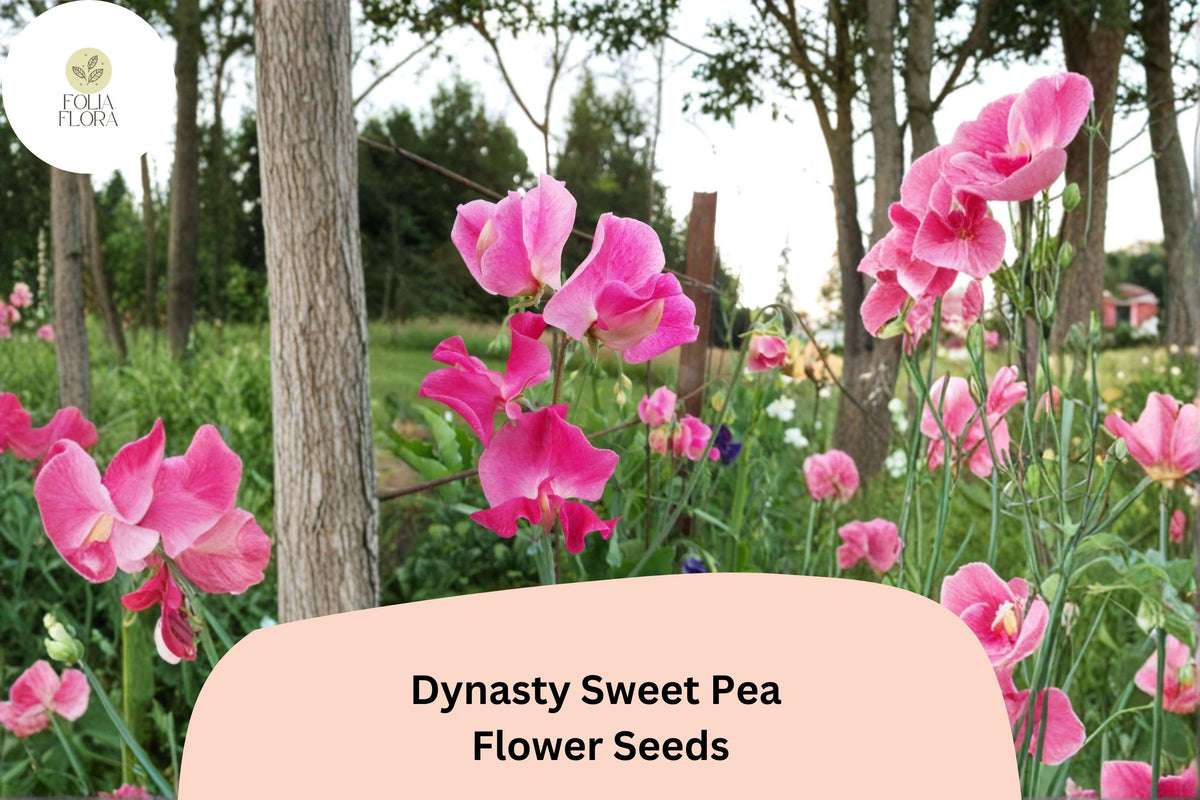 Dynasty Sweet Pea Seeds | Pink Climbing Flower Vine | Lathyrus odoratus | Ornamental Garden Plant