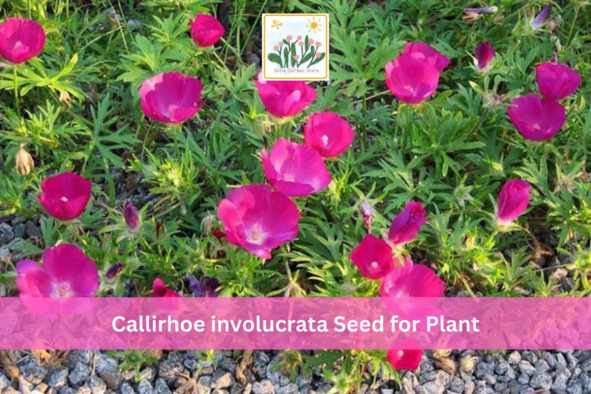 Purple Poppy Mallow Seeds, Callirhoe involucrata, Drought Tolerant Native Perennial Wildflower, Magenta Flowers, Low-Growing