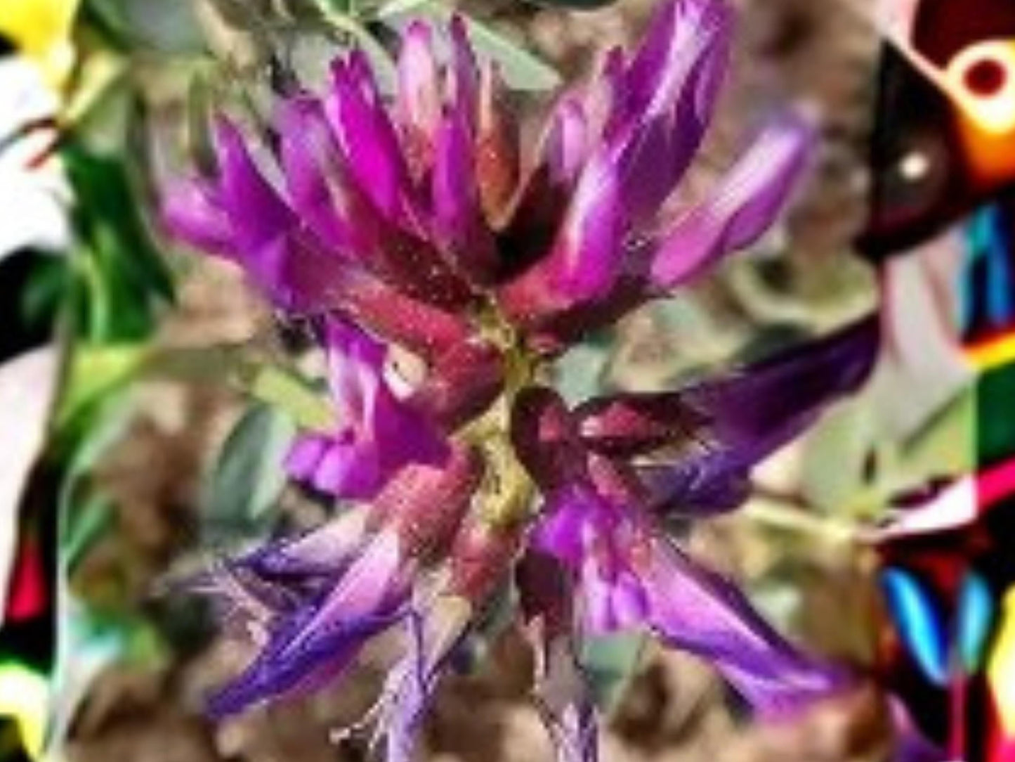 Astragalus bisulcatus Twogroove Milkvetch Seeds – Native Prairie Legume for Pollinators, Drought Tolerant, 15 Seeds