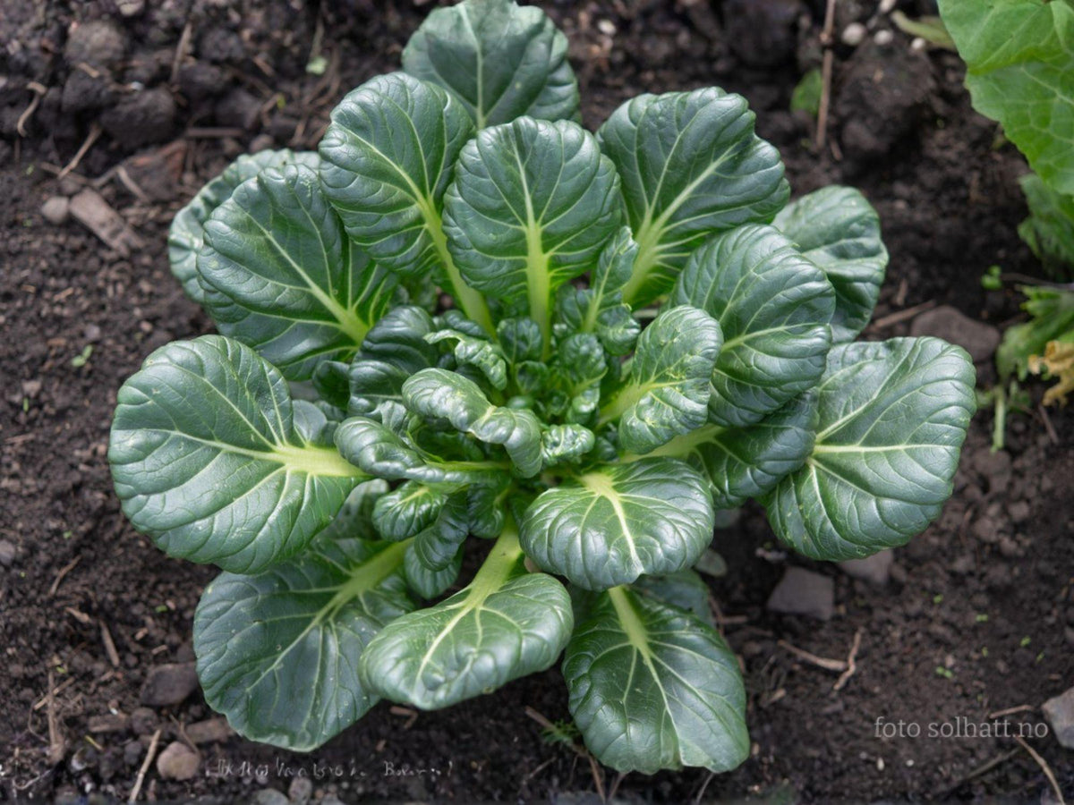 Tatsoi Seeds - Asian Leafy Greens, Pak Choi, Compact, Cool-Season Vegetable, 500 Seeds, Brassica rapa